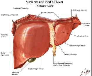 Gejala Dan Pengobatan Penyakit Liver